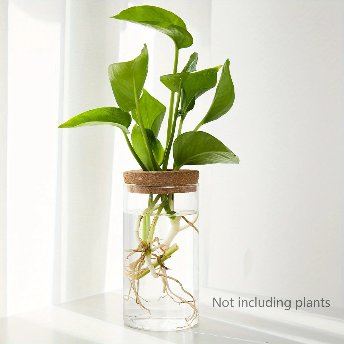 Glass Hydroponic Plant Vase